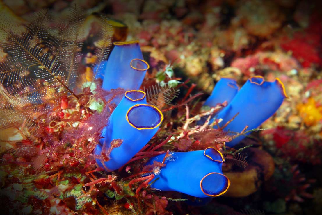 The Sea Squirt